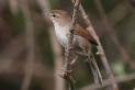 Cetti's warbler by the Kalloni east river, Lesvos, Greece / Mark S Jobling / CC-BY-SA-3.0